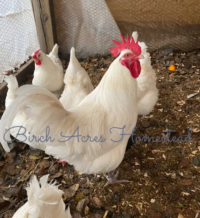 White Bresse (Gauloise) Chicks and Hatching Eggs - Photo 7