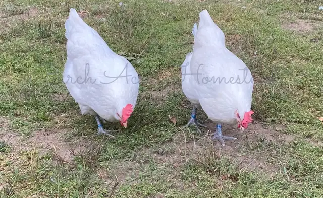 White Bresse (Gauloise) Chicks and Hatching Eggs - Photo 9