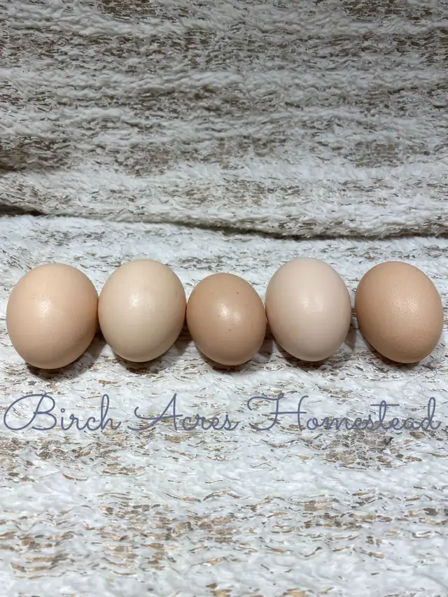 White Bresse (Gauloise) Chicks and Hatching Eggs - Photo 10