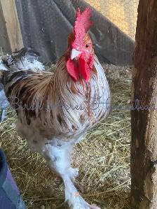 Blue/Splash Copper Marans Chicks and Hatching Eggs