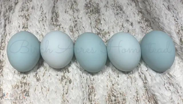 Ameraucana Chicks and Hatching Eggs