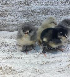 Ameraucana Chicks and Hatching Eggs - Photo 2