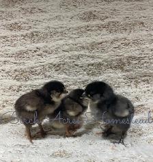 Ameraucana Chicks and Hatching Eggs - Photo 3