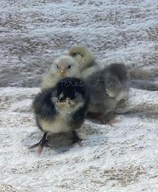 Ameraucana Chicks and Hatching Eggs - Photo 4