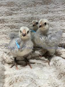 Ameraucana Chicks and Hatching Eggs - Photo 5