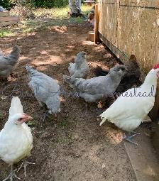 Ameraucana Chicks and Hatching Eggs - Photo 7