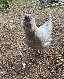 Ameraucana Chicks and Hatching Eggs - Photo 8