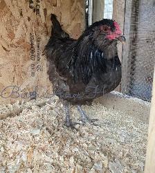 Ameraucana Chicks and Hatching Eggs - Photo 9