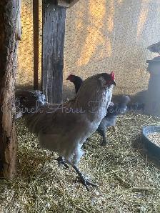 Ameraucana Chicks and Hatching Eggs - Photo 10