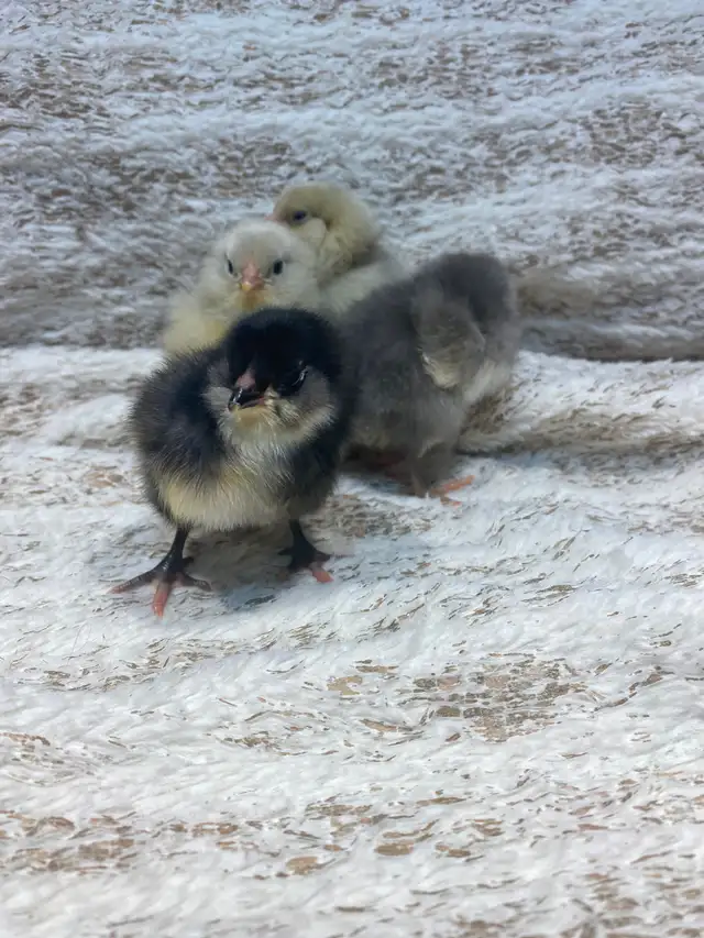 Day Old Chicks (Heritage Breeds)