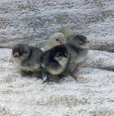 Day Old Chicks (Heritage Breeds) - Photo 2