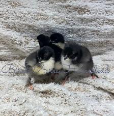 Day Old Chicks (Heritage Breeds) - Photo 3