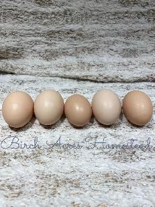 Day Old Chicks (Heritage Breeds) - Photo 8