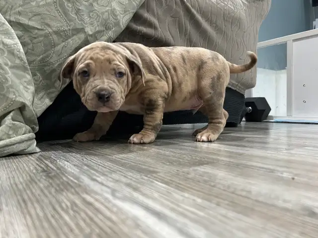 am bu11y puppies - Photo 2