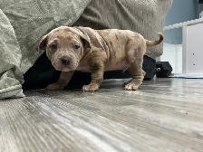 am bu11y puppies - Photo 2