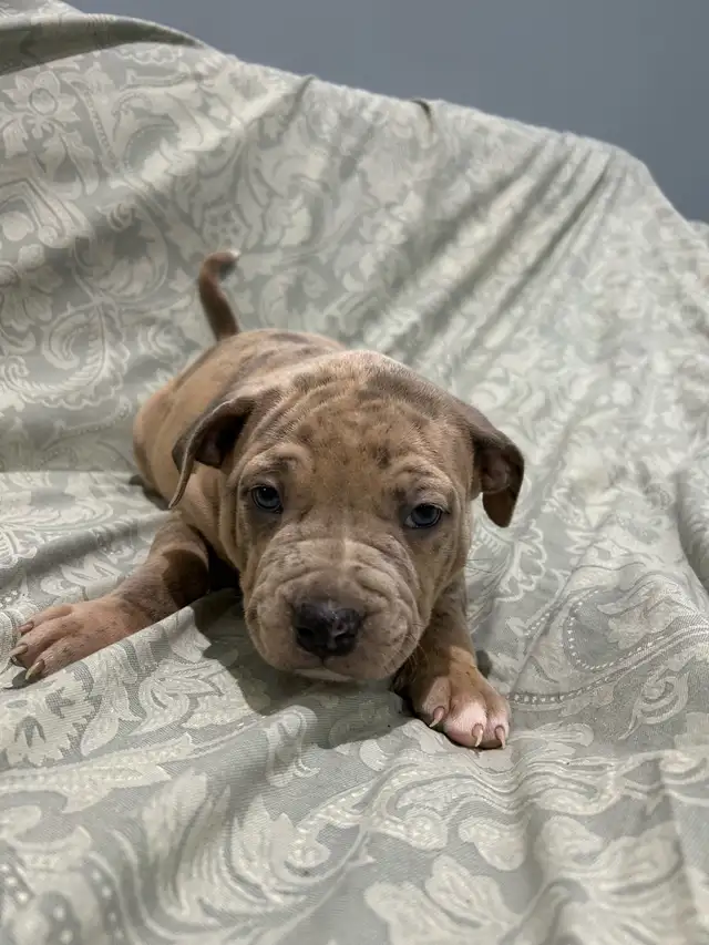 am bu11y puppies - Photo 3