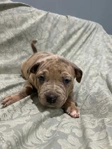 am bu11y puppies - Photo 3