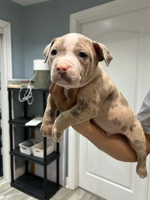 am bu11y puppies - Photo 4