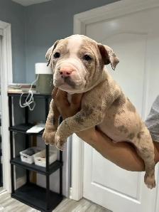 am bu11y puppies - Photo 4