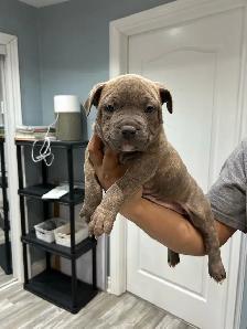 am bu11y puppies - Photo 5