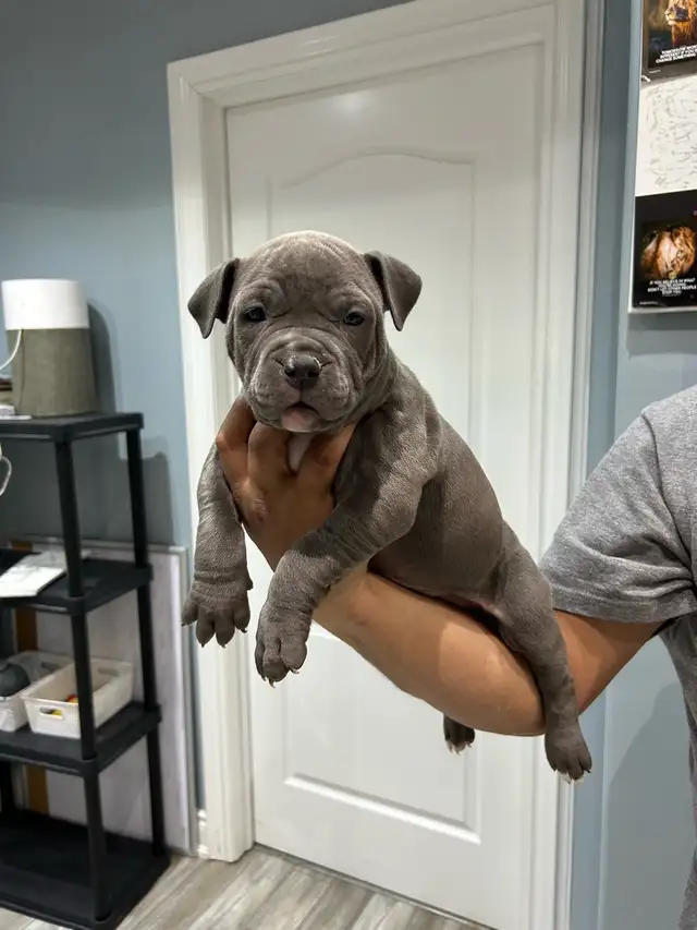 am bu11y puppies - Photo 6