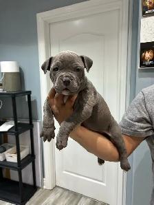 am bu11y puppies - Photo 6