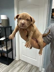 am bu11y puppies - Photo 8