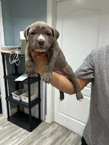 am bu11y puppies - Photo 9