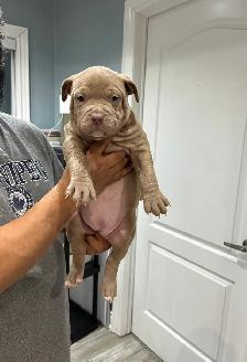 am bu11y puppies - Photo 10