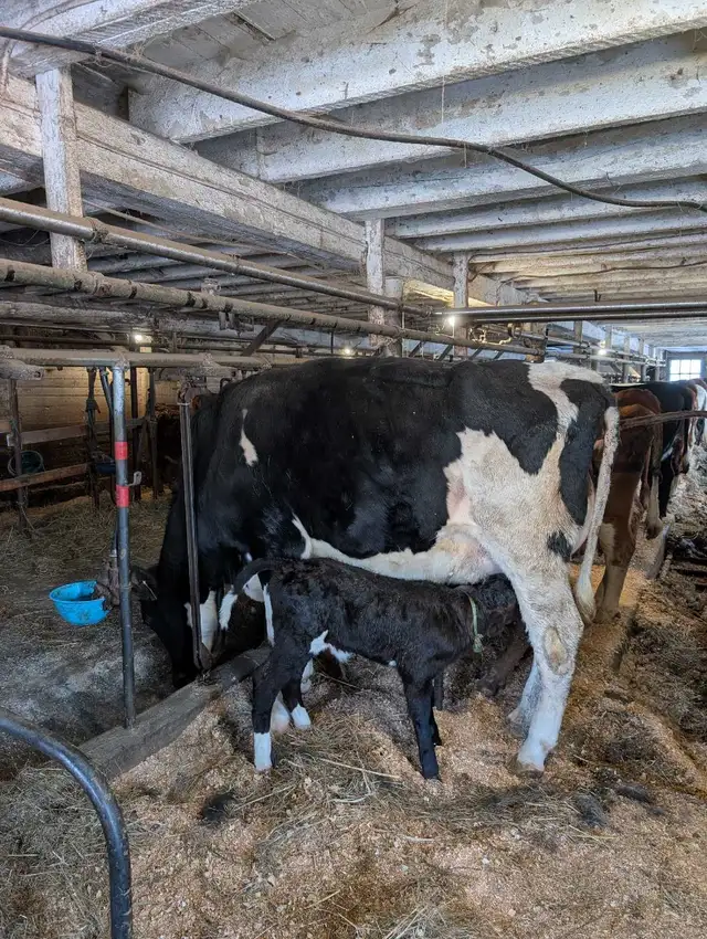 Holstein heifer and calf for sale.