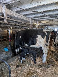 Holstein heifer and calf for sale.
