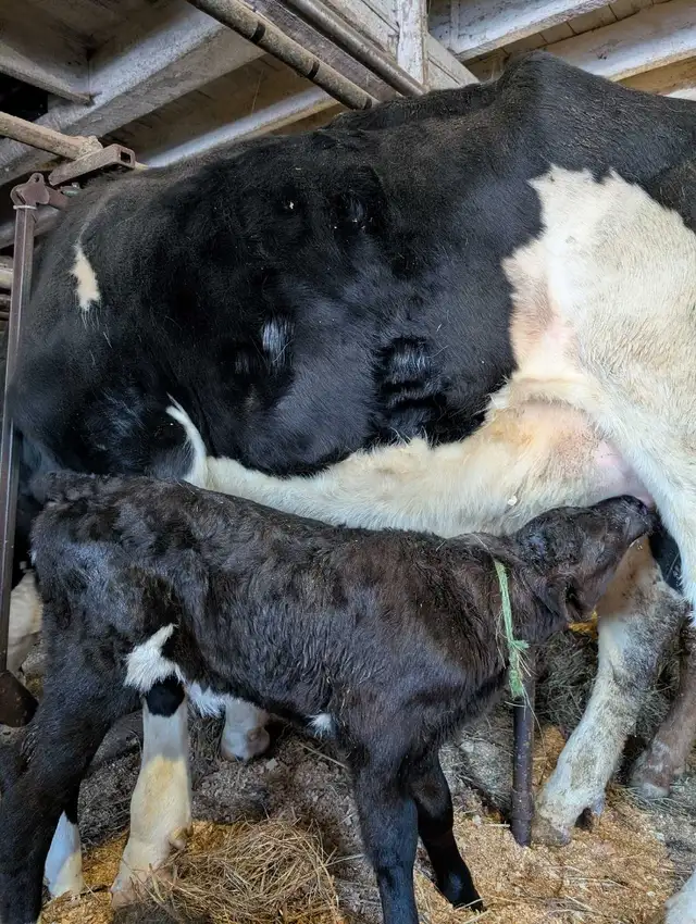 Holstein heifer and calf for sale. - Photo 2