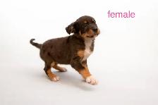 Cane corso x blue heeler/shepherd mix - Photo 2