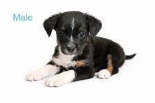 Cane corso x blue heeler/shepherd mix - Photo 4