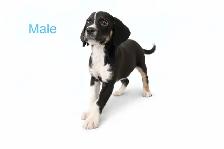 Cane corso x blue heeler/shepherd mix - Photo 5