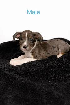 Cane corso x blue heeler/shepherd mix - Photo 6