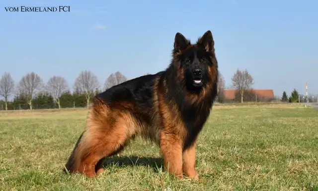 Long Haired German Shepherd Puppies Vom Eistobel Kennel