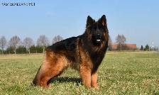 Long Haired German Shepherd Puppies Vom Eistobel Kennel