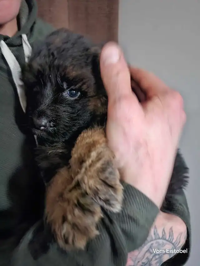Long Haired German Shepherd Puppies Vom Eistobel Kennel - Photo 2