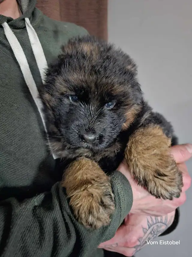 Long Haired German Shepherd Puppies Vom Eistobel Kennel - Photo 3