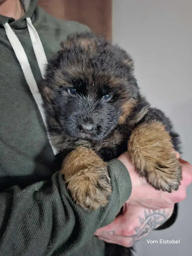Long Haired German Shepherd Puppies Vom Eistobel Kennel - Photo 4