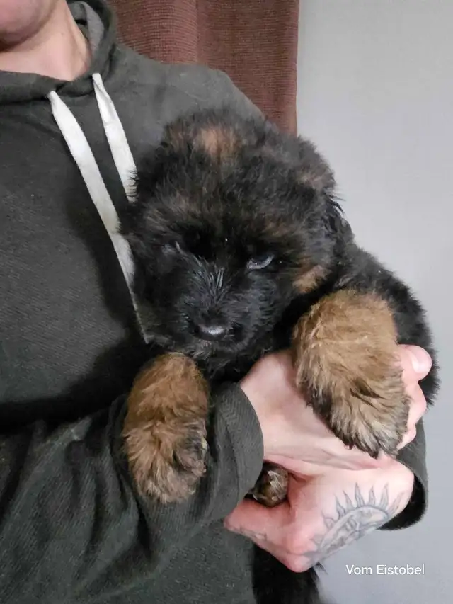 Long Haired German Shepherd Puppies Vom Eistobel Kennel - Photo 5