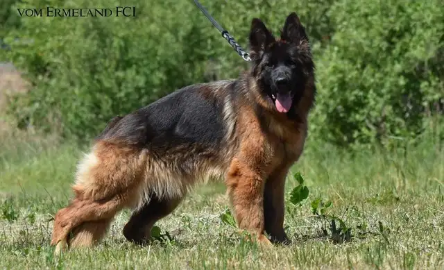 Long Haired German Shepherd Puppies Vom Eistobel Kennel - Photo 6