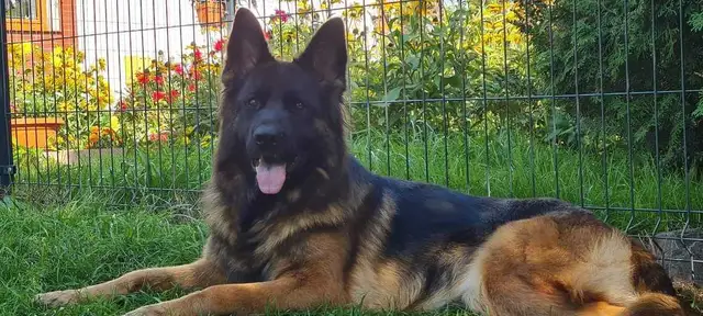 Long Haired German Shepherd Puppies Vom Eistobel Kennel - Photo 7