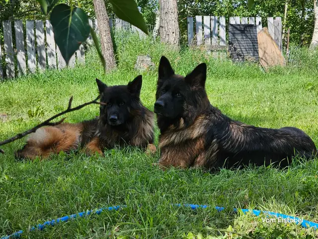 Long Haired German Shepherd Puppies Vom Eistobel Kennel - Photo 8