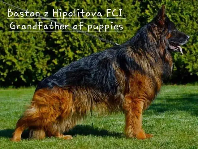 Long Haired German Shepherd Puppies Vom Eistobel Kennel - Photo 9