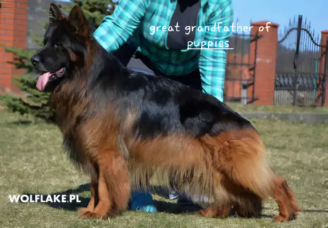 Long Haired German Shepherd Puppies Vom Eistobel Kennel - Photo 10