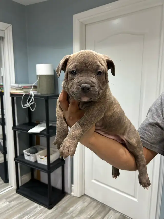 puppy’s bu11y - Photo 4