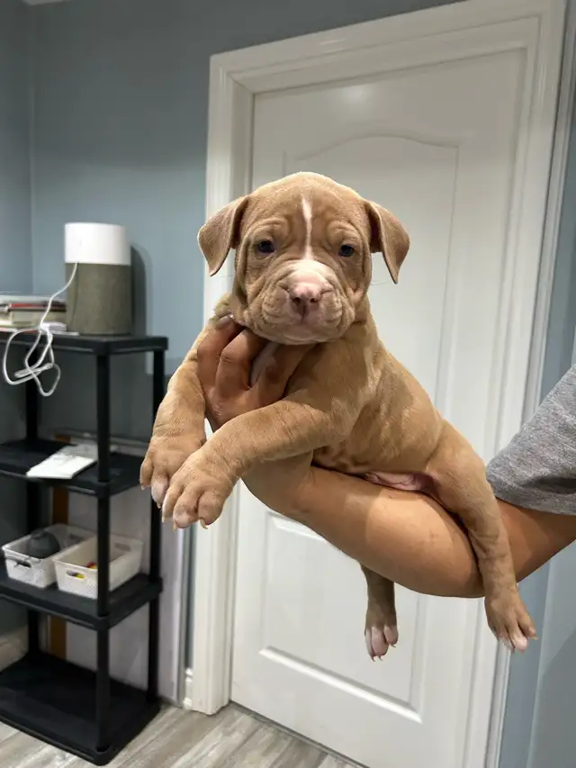 puppy’s bu11y - Photo 7