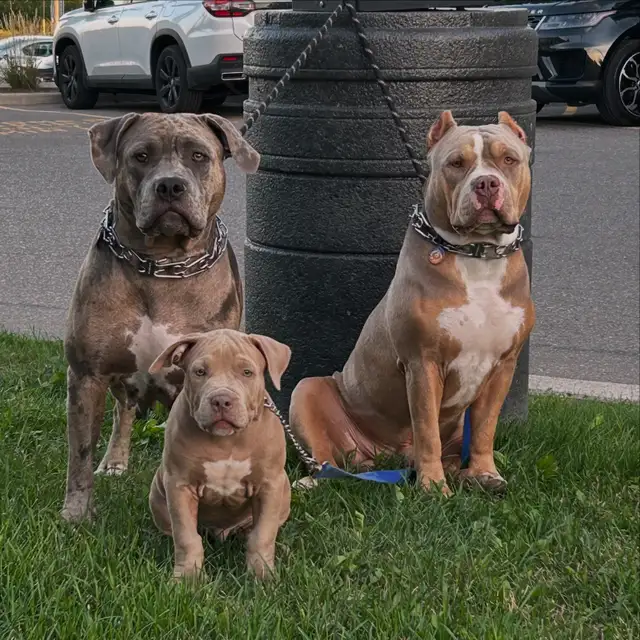 puppy’s bu11y - Photo 10